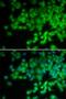 Neutrophil Cytosolic Factor 4 antibody, LS-C331888, Lifespan Biosciences, Immunofluorescence image 