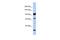 Protocadherin Alpha 10 antibody, A14793, Boster Biological Technology, Western Blot image 