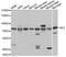 SCH antibody, LS-C748668, Lifespan Biosciences, Western Blot image 
