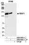 UPF1 RNA Helicase And ATPase antibody, A300-038A, Bethyl Labs, Immunoprecipitation image 