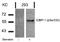 G3BP Stress Granule Assembly Factor 1 antibody, AP02380PU-S, Origene, Western Blot image 