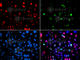 p53 antibody, AP0083, ABclonal Technology, Immunofluorescence image 