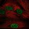 Nucleosome Assembly Protein 1 Like 5 antibody, NBP2-55379, Novus Biologicals, Immunofluorescence image 