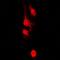HT31 antibody, orb215045, Biorbyt, Immunofluorescence image 
