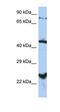 Magnesium Transporter MRS2 antibody, orb325484, Biorbyt, Western Blot image 