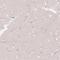 Vascular Cell Adhesion Molecule 1 antibody, HPA034796, Atlas Antibodies, Immunohistochemistry frozen image 
