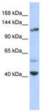 Potassium Voltage-Gated Channel Subfamily H Member 3 antibody, TA331459, Origene, Western Blot image 