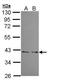 Ubiquitin Recognition Factor In ER Associated Degradation 1 antibody, TA308249, Origene, Western Blot image 