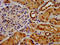 Fibroblast growth factor receptor-like 1 antibody, LS-C674087, Lifespan Biosciences, Immunohistochemistry paraffin image 