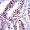mOrange Tag antibody, orb323055, Biorbyt, Immunohistochemistry paraffin image 