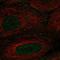 Angiomotin antibody, HPA067853, Atlas Antibodies, Immunofluorescence image 