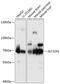 Solute Carrier Family 32 Member 1 antibody, 14-540, ProSci, Western Blot image 