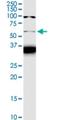 Fizzy And Cell Division Cycle 20 Related 1 antibody, H00051343-M02, Novus Biologicals, Western Blot image 