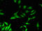 F-Box Protein 3 antibody, CSB-PA892132LA01HU, Cusabio, Immunofluorescence image 