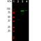 10-FTHFDH antibody, M04615-2, Boster Biological Technology, Western Blot image 