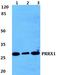 Paired mesoderm homeobox protein 1 antibody, A04774-1, Boster Biological Technology, Western Blot image 