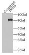 Integrator Complex Subunit 9 antibody, FNab04366, FineTest, Immunoprecipitation image 