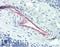 HSPG antibody, LS-B2468, Lifespan Biosciences, Immunohistochemistry frozen image 