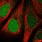 PICALM Interacting Mitotic Regulator antibody, HPA043783, Atlas Antibodies, Immunofluorescence image 