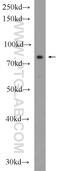 Lebercilin LCA5 antibody, 19333-1-AP, Proteintech Group, Western Blot image 