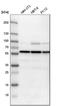 26S protease regulatory subunit 4 antibody, HPA000872, Atlas Antibodies, Western Blot image 