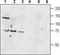 Vasoactive Intestinal Peptide Receptor 1 antibody, TA329066, Origene, Western Blot image 