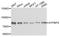 GTP Binding Protein 4 antibody, A4565, ABclonal Technology, Western Blot image 
