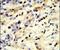 Mouse IgM antibody, PA5-14379, Invitrogen Antibodies, Immunohistochemistry frozen image 