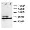C-C Motif Chemokine Ligand 1 antibody, orb47992, Biorbyt, Western Blot image 