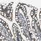 Urotensin 2 antibody, PA5-53531, Invitrogen Antibodies, Immunohistochemistry frozen image 