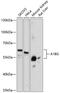 Alpha-1-B Glycoprotein antibody, 14-056, ProSci, Western Blot image 