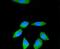 Ribosomal Protein S3 antibody, NBP2-67301, Novus Biologicals, Immunofluorescence image 