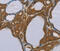 Penta-EF-Hand Domain Containing 1 antibody, MBS2523932, MyBioSource, Immunohistochemistry frozen image 