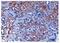 Leukocyte Cell Derived Chemotaxin 2 antibody, NBP2-11768, Novus Biologicals, Immunohistochemistry frozen image 