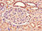 Rab3A-interacting protein antibody, orb46507, Biorbyt, Immunohistochemistry paraffin image 