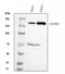 Glutamyl-Prolyl-TRNA Synthetase antibody, M02967, Boster Biological Technology, Western Blot image 