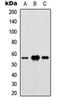 FUN14 Domain Containing 1 antibody, orb234854, Biorbyt, Western Blot image 