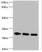 Protein Kinase AMP-Activated Non-Catalytic Subunit Beta 2 antibody, orb353198, Biorbyt, Western Blot image 