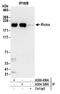 RPTOR Independent Companion Of MTOR Complex 2 antibody, A304-329A, Bethyl Labs, Immunoprecipitation image 