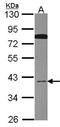Cell Division Cycle 37 Like 1 antibody, orb73571, Biorbyt, Western Blot image 