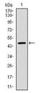 Yes Associated Protein 1 antibody, AM06727PU-N, Origene, Western Blot image 