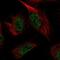 Pyridoxal kinase antibody, NBP1-88283, Novus Biologicals, Immunofluorescence image 