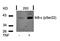 NFKB Inhibitor Epsilon antibody, orb14913, Biorbyt, Western Blot image 