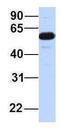Zinc finger CCCH-type with G patch domain-containing protein antibody, GTX46963, GeneTex, Western Blot image 