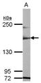 Microtubule Associated Serine/Threonine Kinase 1 antibody, NBP2-17228, Novus Biologicals, Western Blot image 