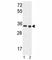 Lactate Dehydrogenase A antibody, F51766-0.4ML, NSJ Bioreagents, Western Blot image 