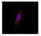 Lipocalin 2 antibody, NBP1-45682, Novus Biologicals, Immunofluorescence image 