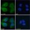 Retinol Binding Protein 1 antibody, 45-136, ProSci, Flow Cytometry image 