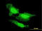 Heparin-binding growth factor 1 antibody, LS-B5406, Lifespan Biosciences, Immunofluorescence image 