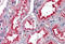 Apolipoprotein B MRNA Editing Enzyme Catalytic Subunit 3G antibody, MBS243586, MyBioSource, Immunohistochemistry frozen image 